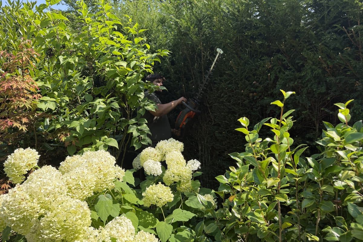 Gehölzschnitt mit dem Teleskopschneider