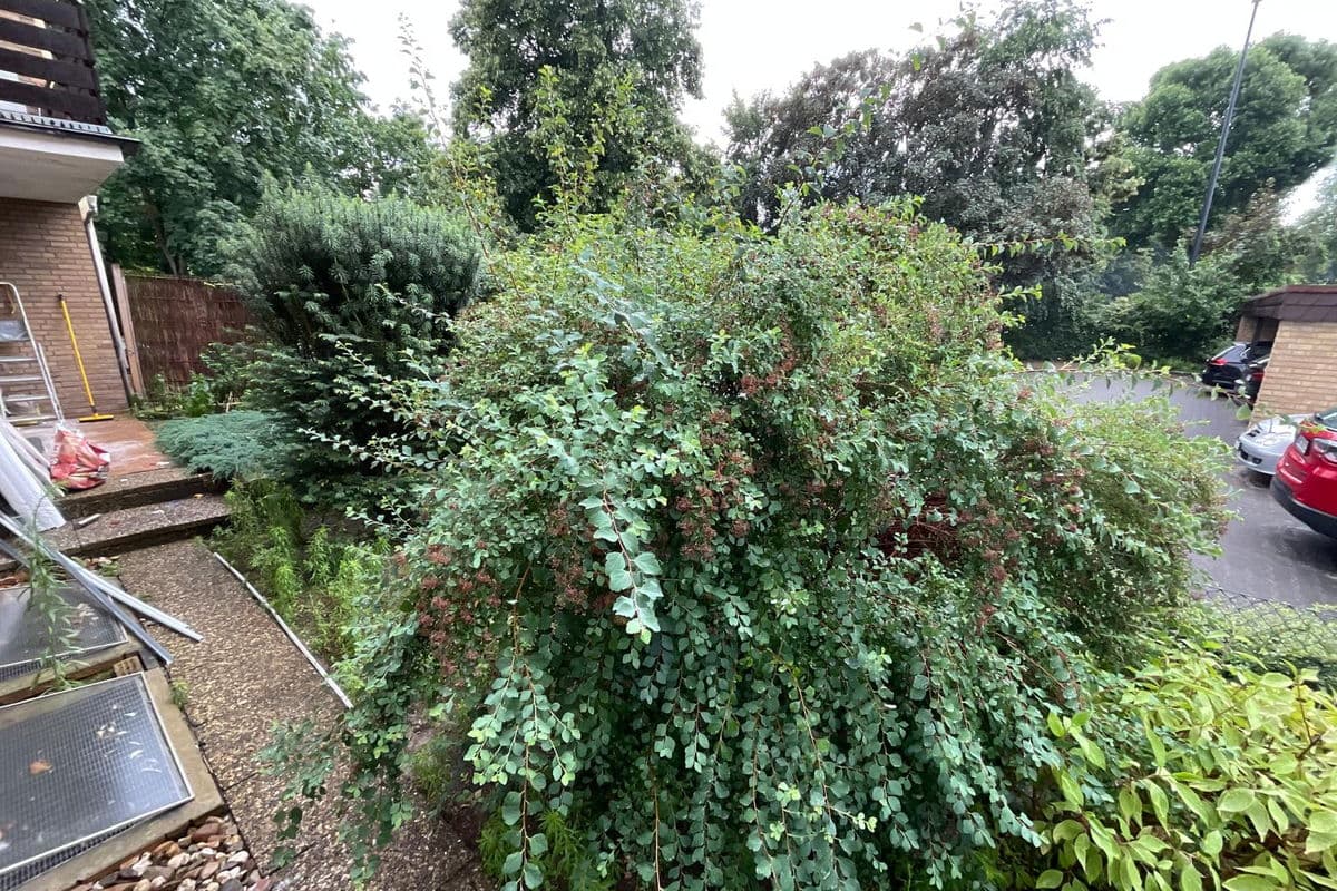 Verwilderter Garten vor der Pflege