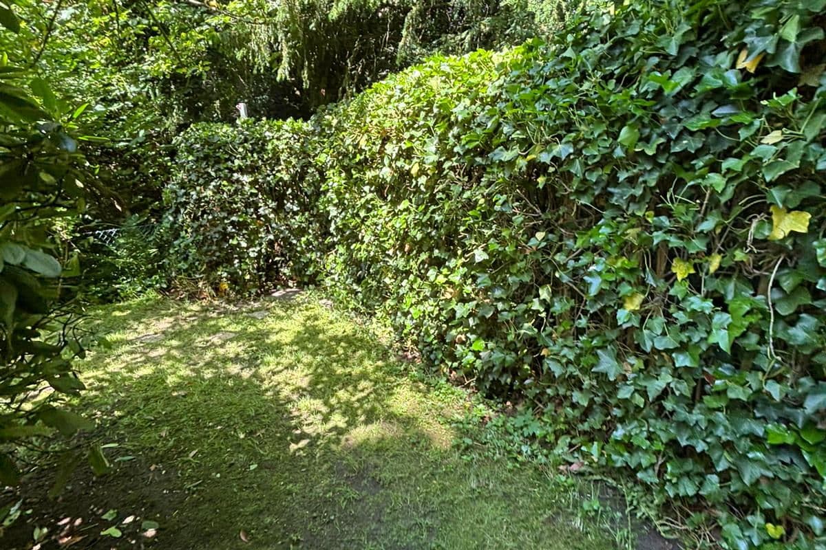 Garten mit Efeubewuchs