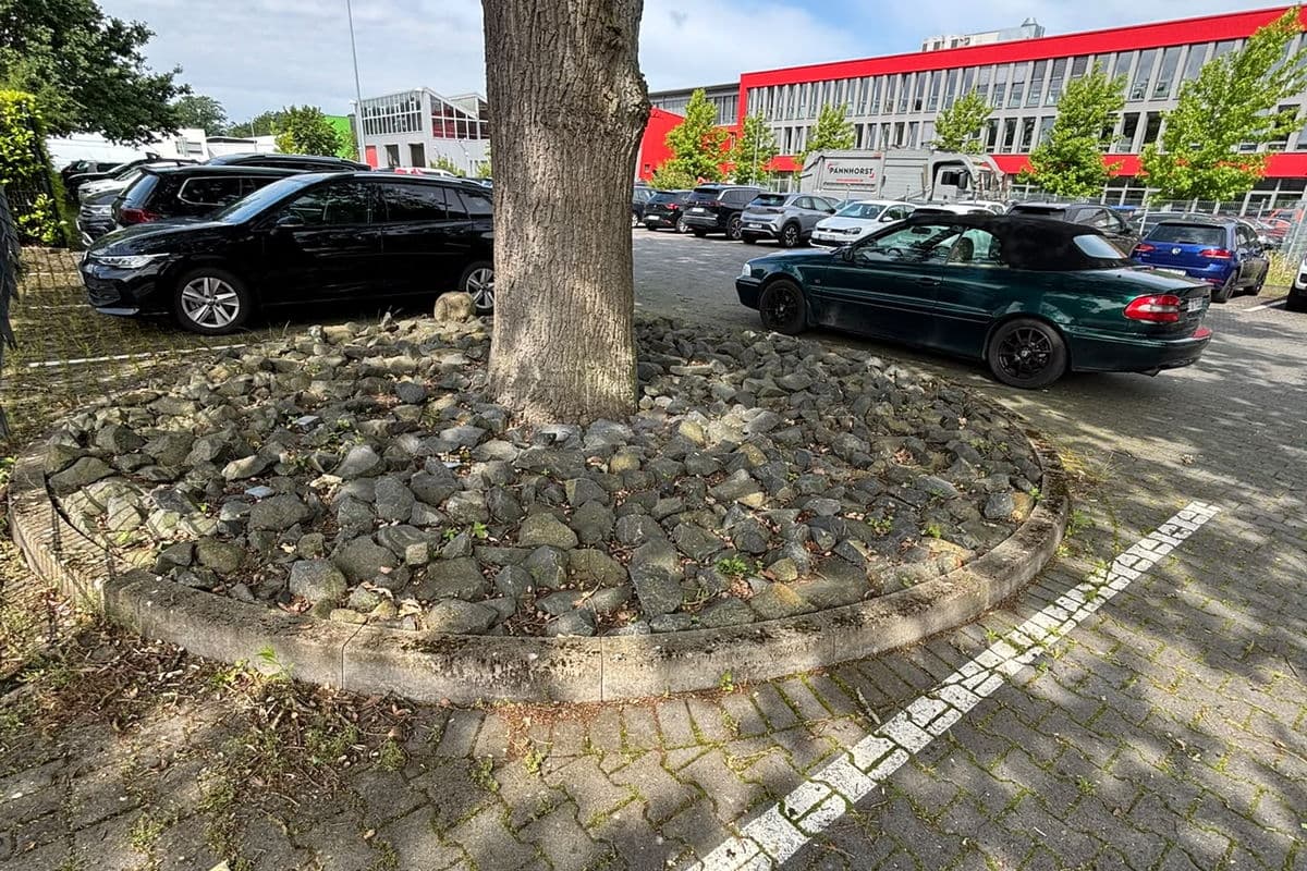Parkplatzbepflanzung mit Baum