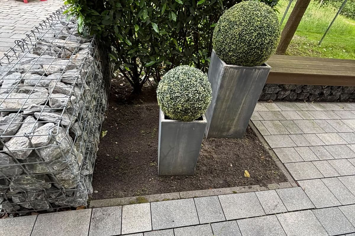 Buchsbaumkugeln an der Gabionenwand