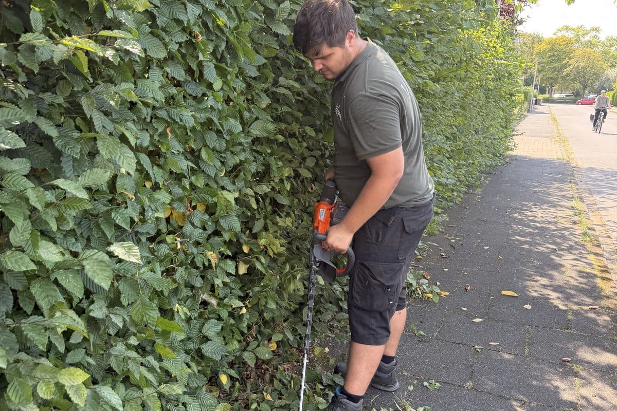 Hecke wird auf gerade Höhe gebracht