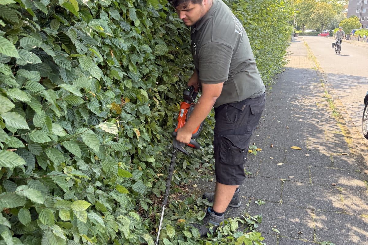 Schnitt an der Straßenseite der Hecke