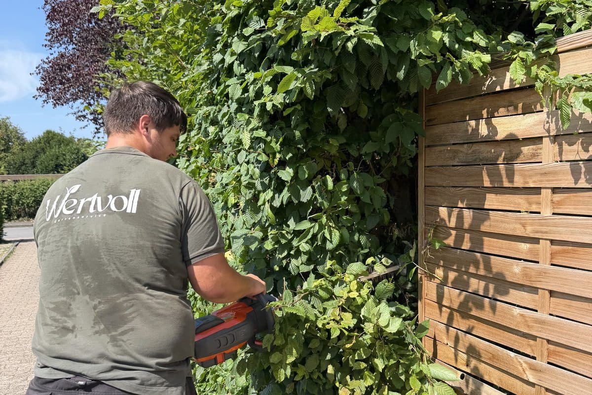 Hecke am Sichtschutzzaun im Schnitt