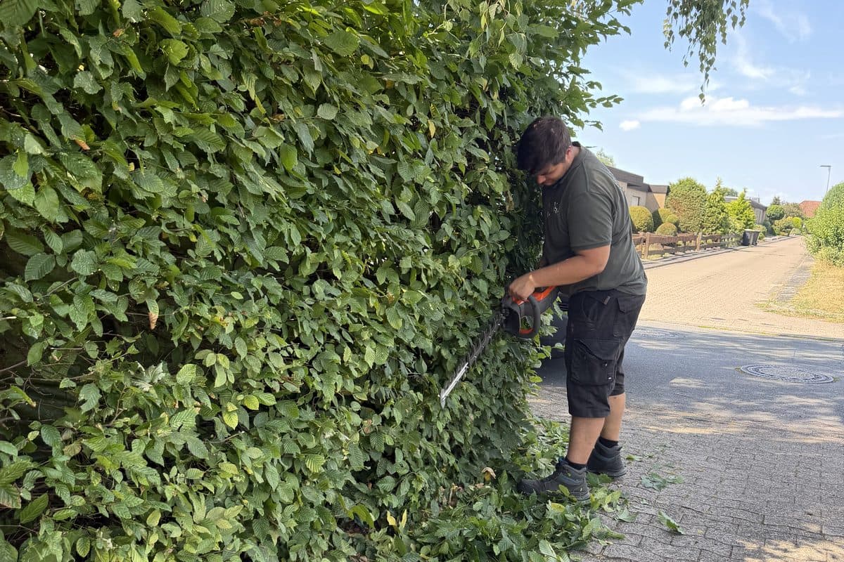 Arbeit an der Oberkante der Hecke