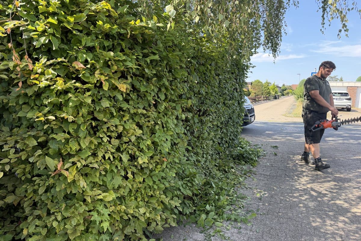 Heckenschnitt entlang des Gehwegs
