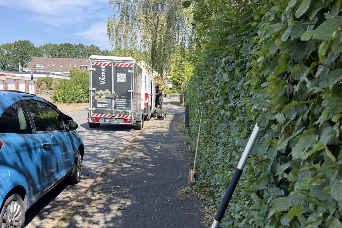 Hecke am Straßenzug nach dem Schnitt