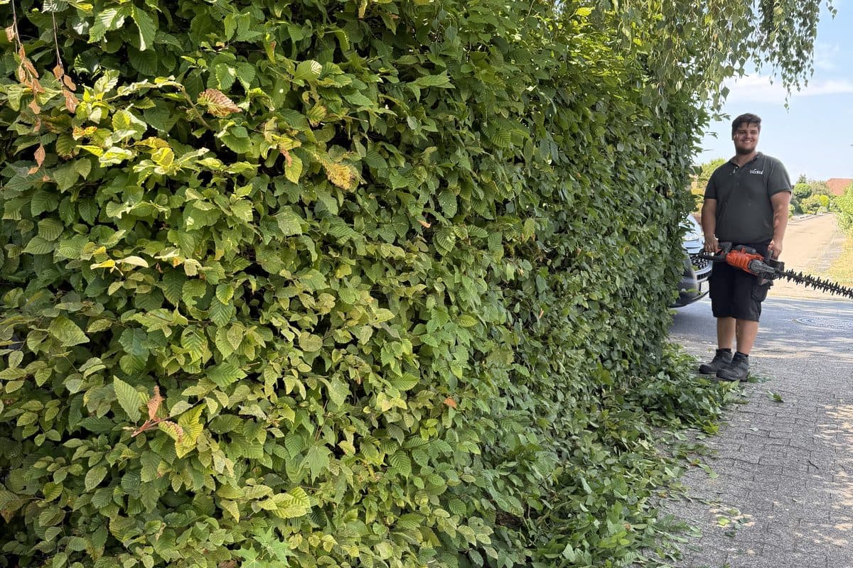 Stark überwachsene Hecke vor dem Schnitt