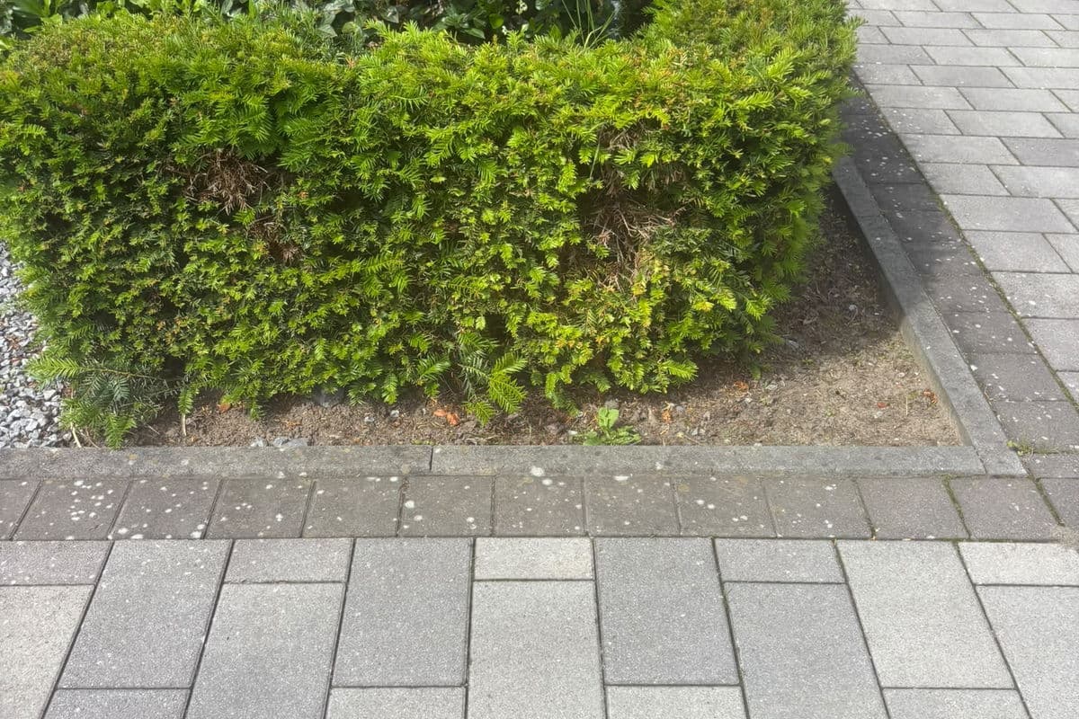 Hecke an der Pflasterkante