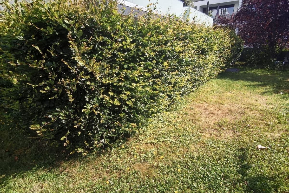 Hecke am Rasen nach dem Schnitt