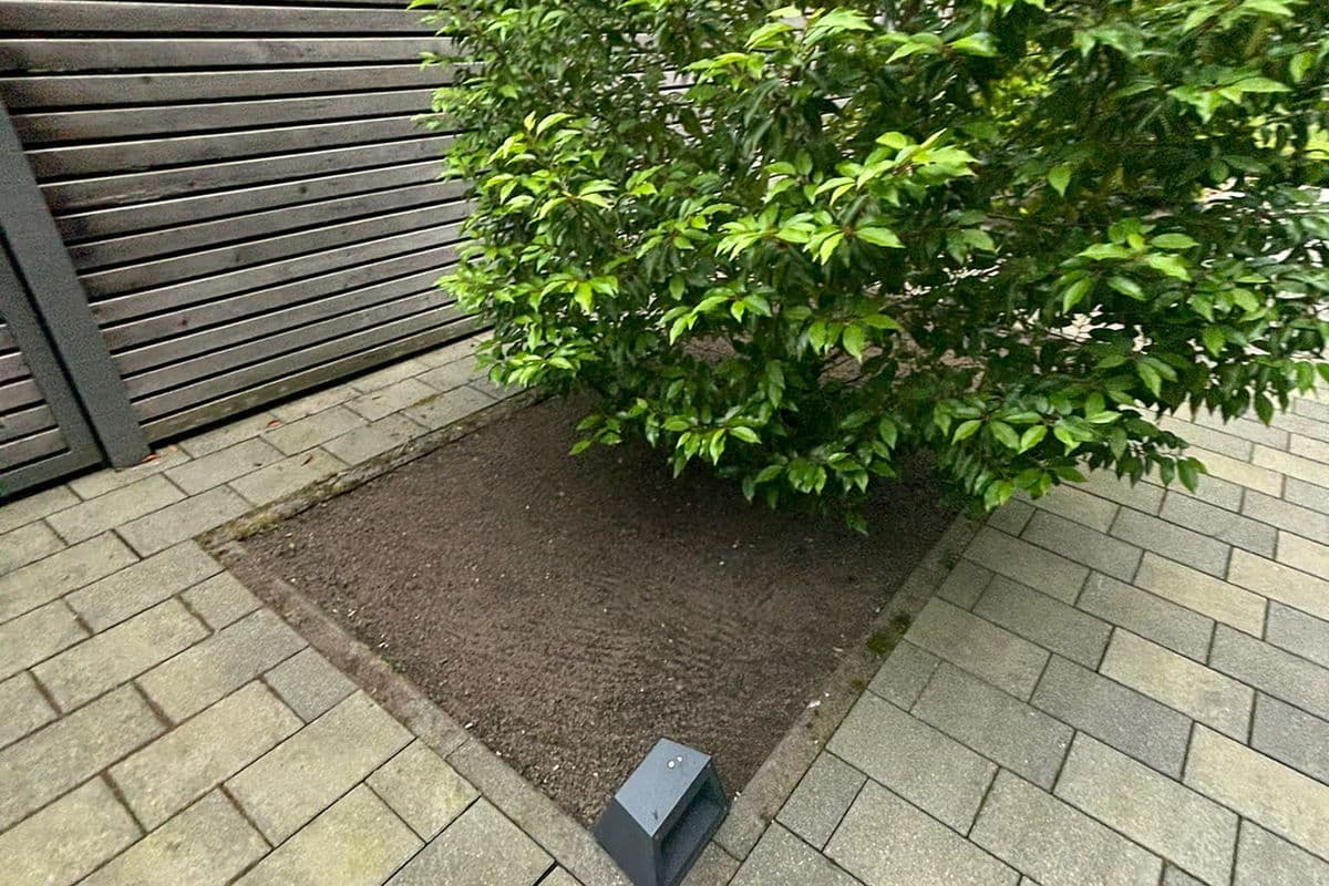 Freigestellter Baum in der Hecke