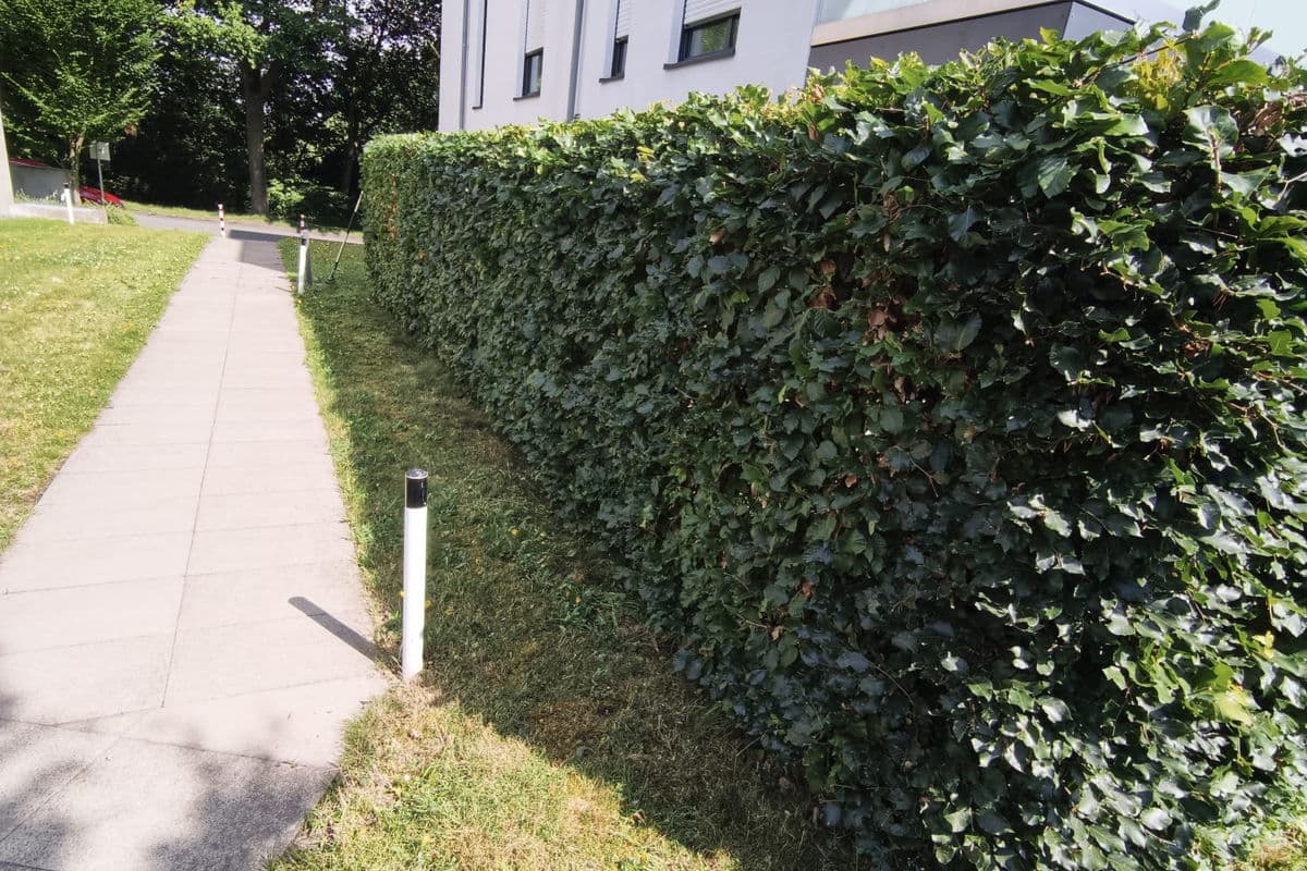 Buchenhecke am Gehweg