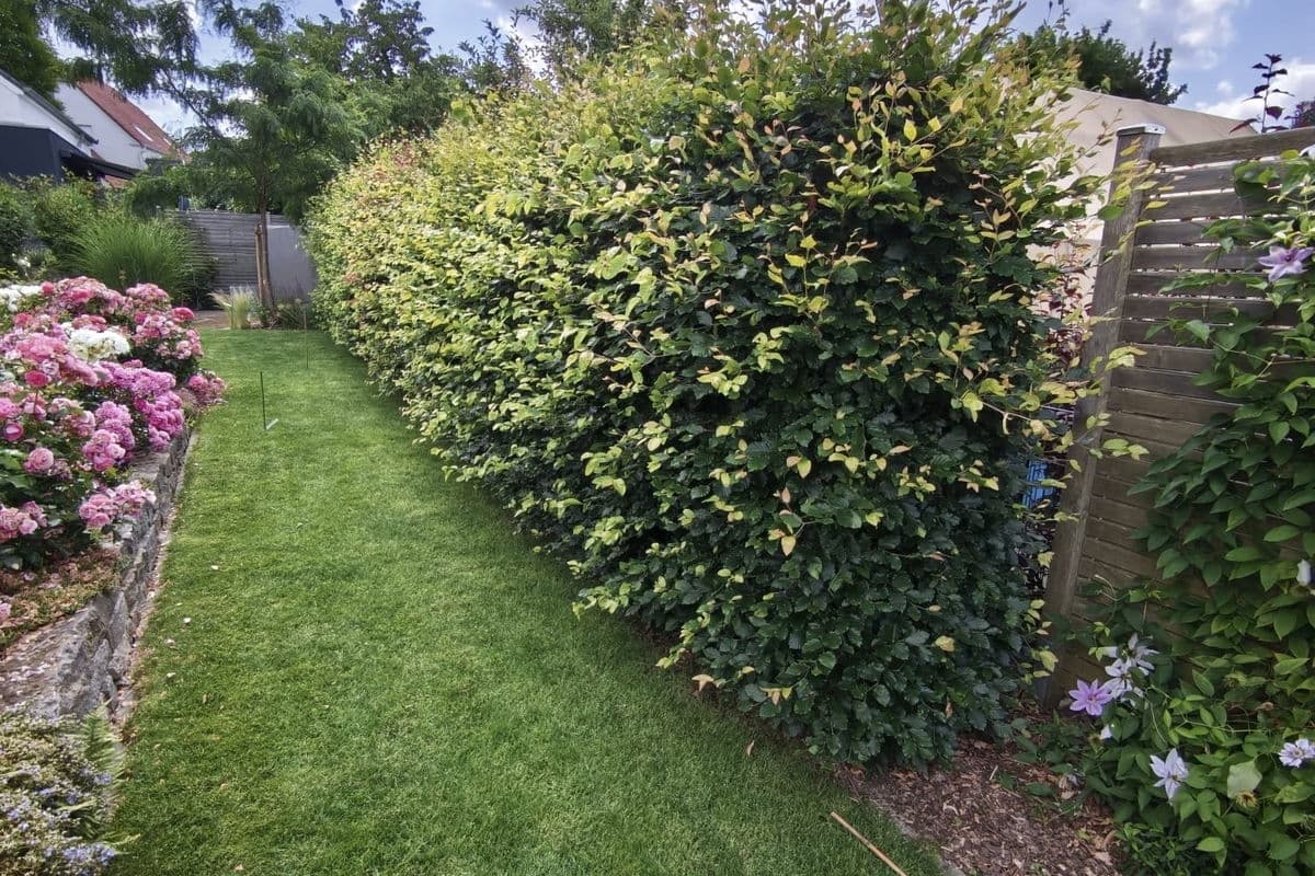 Hecke mit Beetkante
