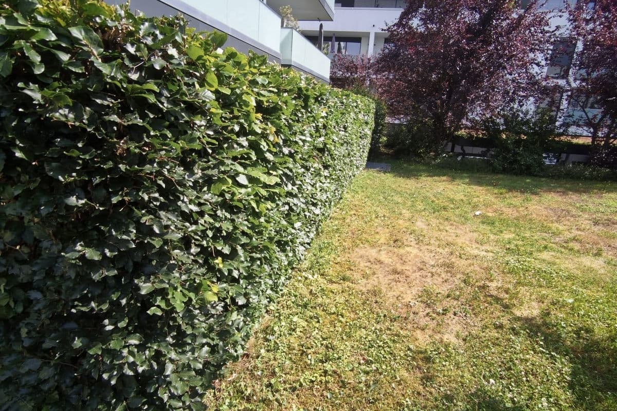 Buchenhecke an der Wohnanlage
