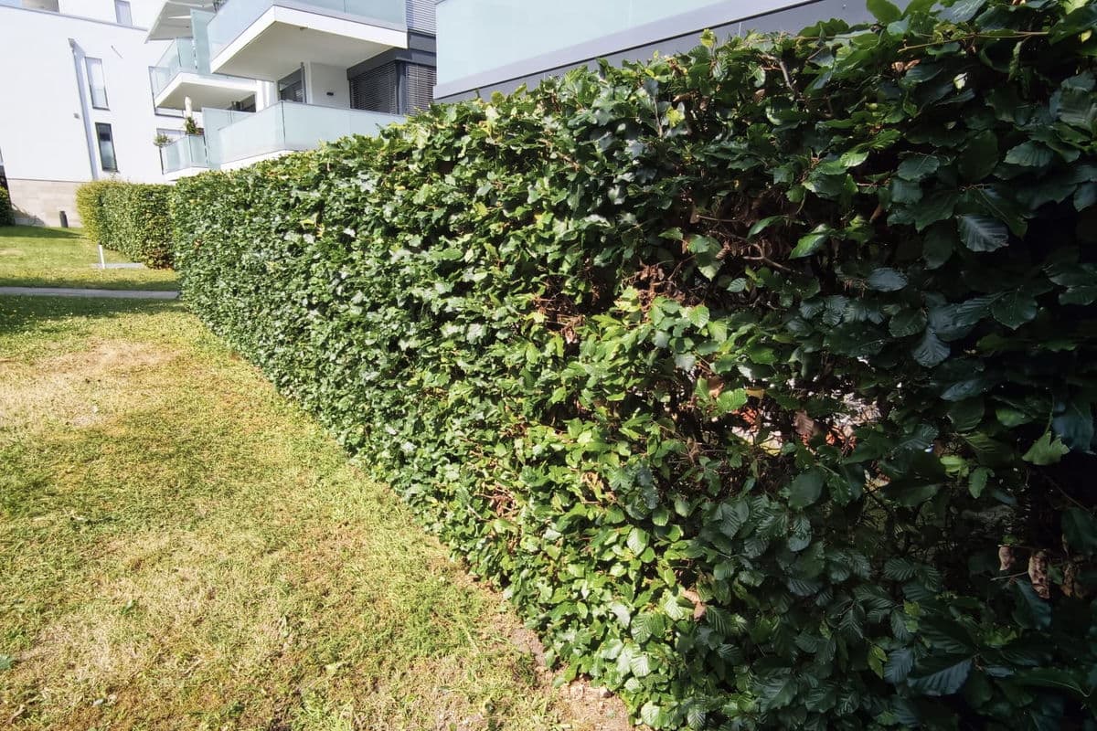 Hecke entlang der Rasenfläche