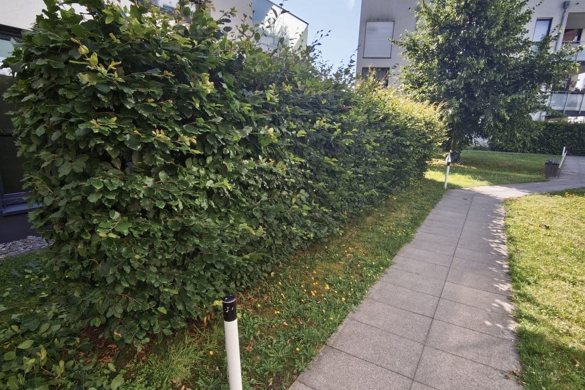 Hecke an der Garageneinfahrt