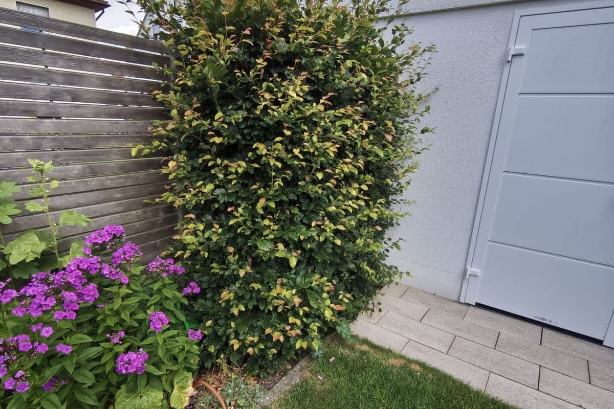 Hecke mit Baum im Vorgarten