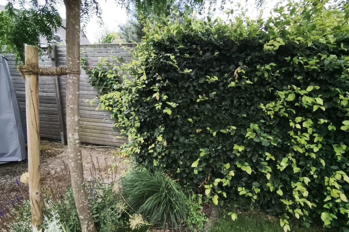 Kirschlorbeer am Hauseingang