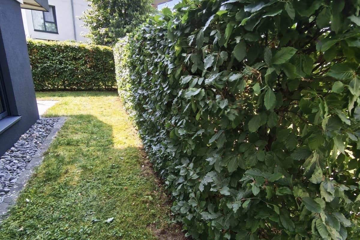 Hecke im Innenhof