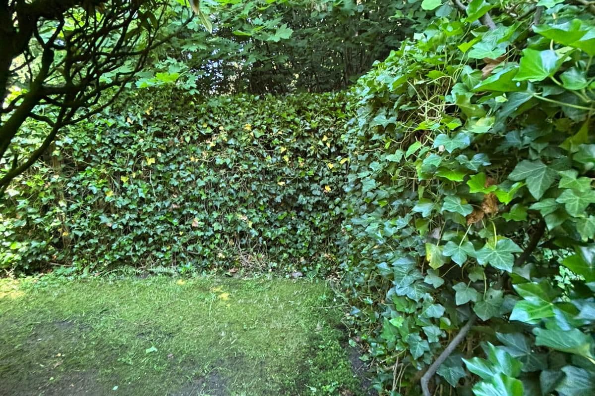 Efeuhecke mit angrenzendem Rasen
