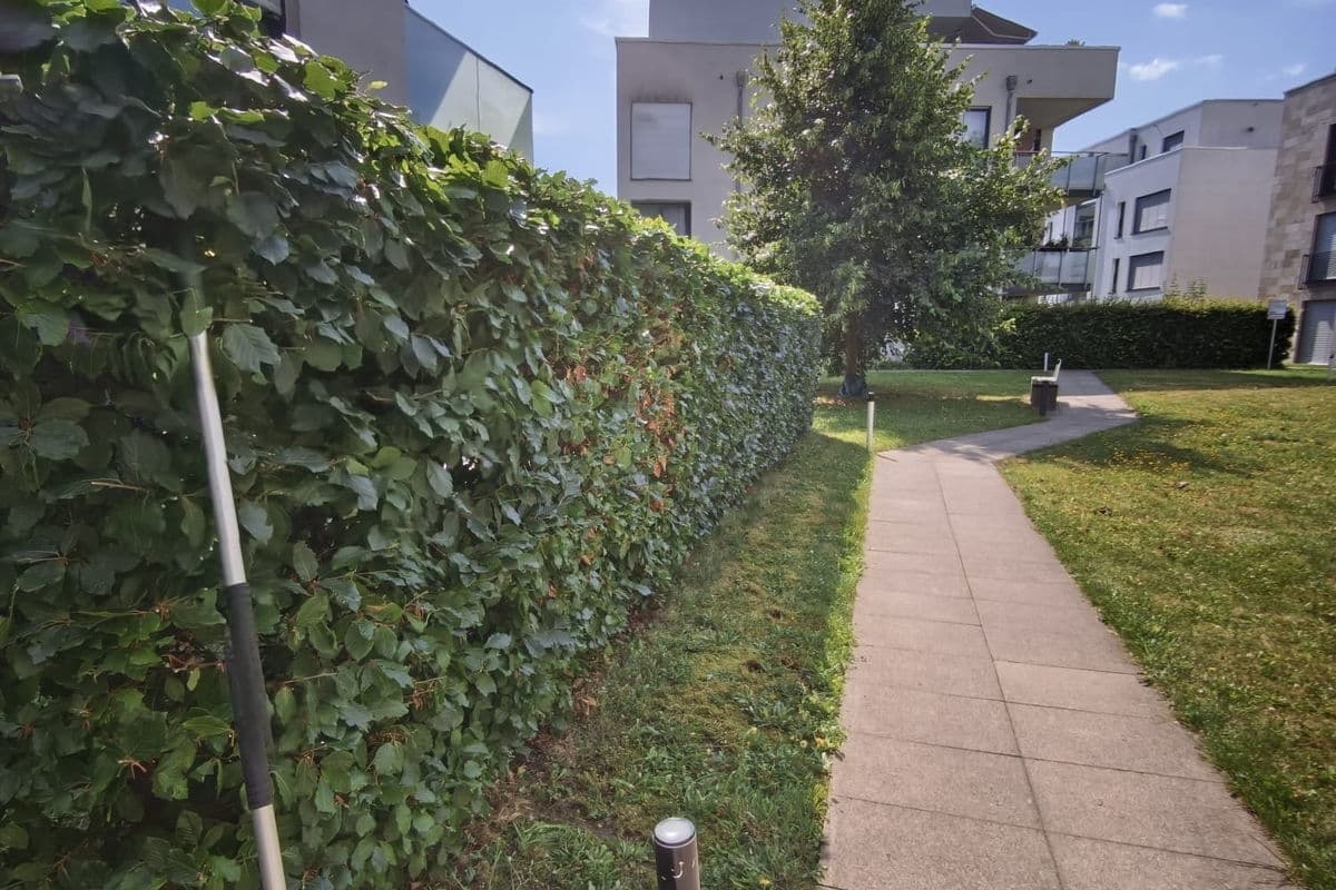 Buchenhecke mit Laubrechen