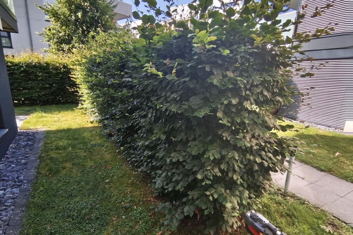 Rasen am Hausgarten