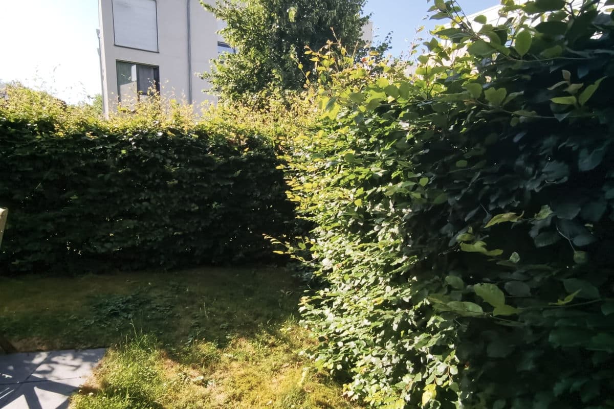 Rasen mit Hecke im Hintergrund