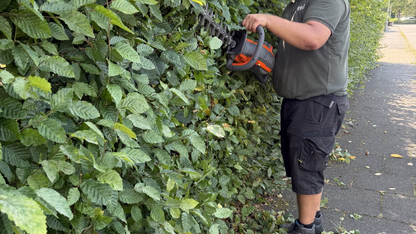 Hecke vor Winter schneiden Steinhagen