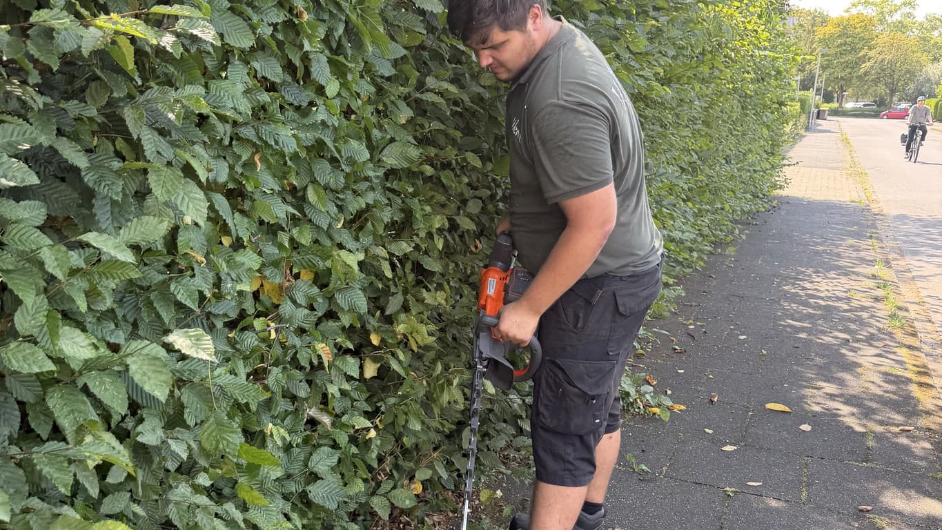 Formschnitt Hecke Steinhagen - Präzisionsarbeit