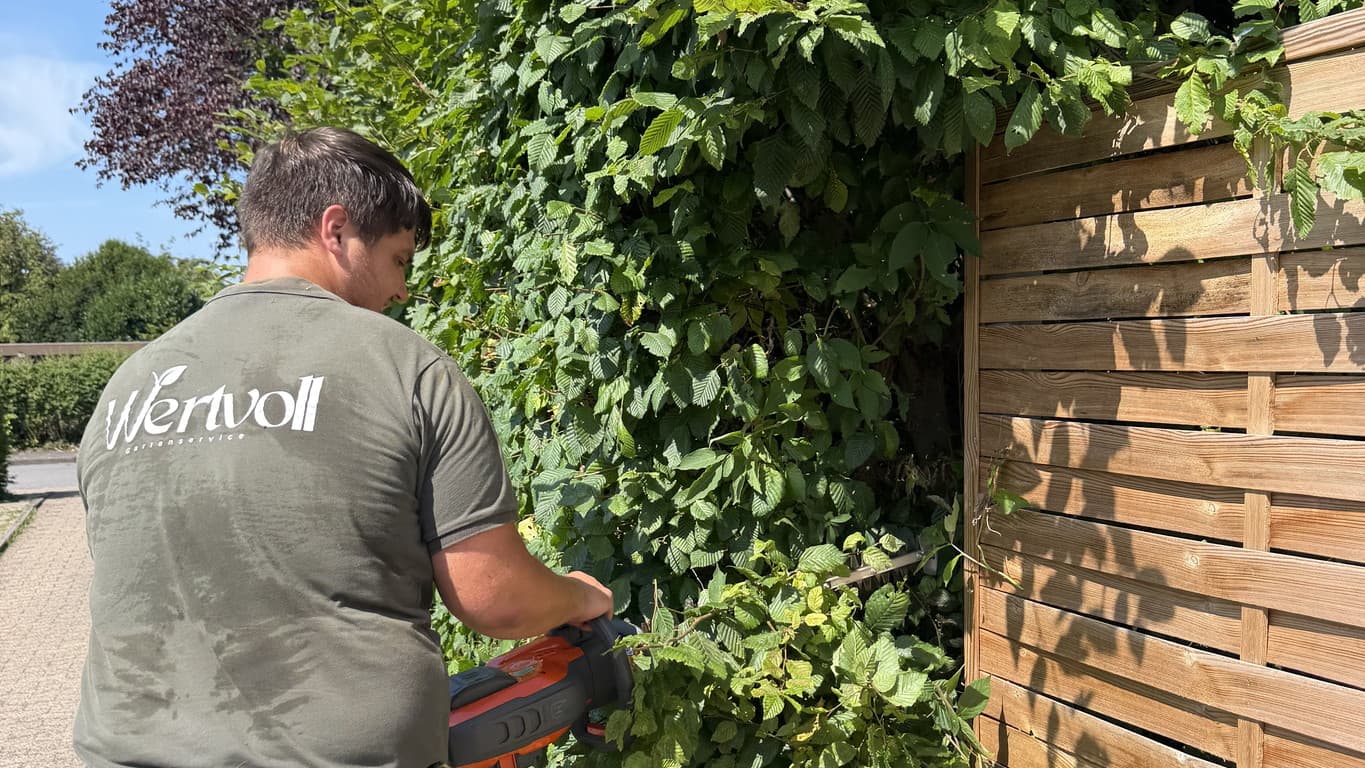 Kirschlorbeer fachgerecht schneiden Steinhagen