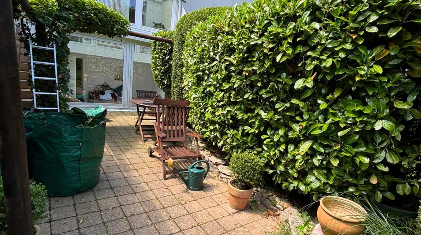 Frisch geschnittene Kirschlorbeerhecke in Form