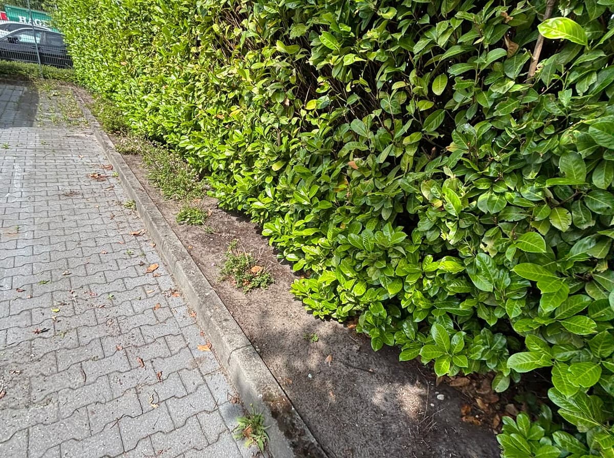 Kirschlorbeerhecke aus einem unserer Einsätze