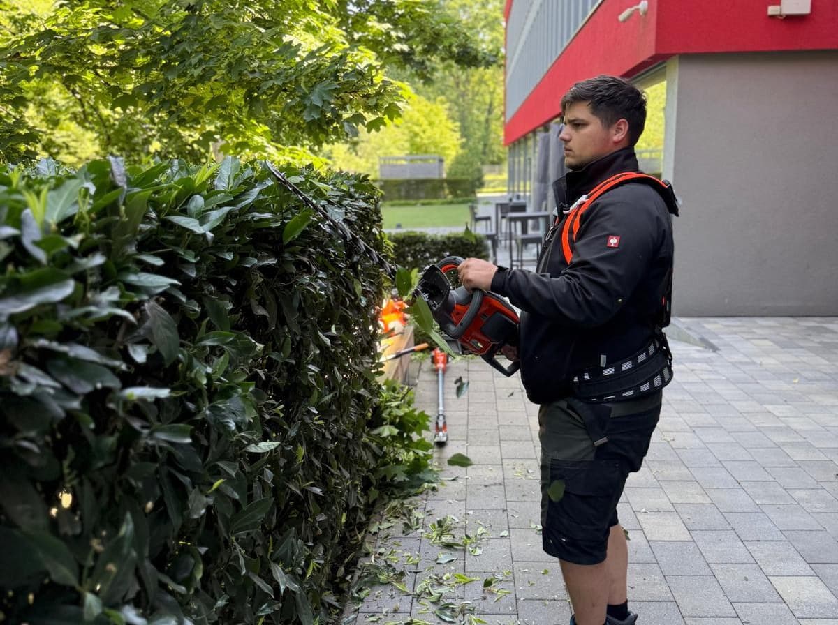 Heckenschere beim Schnitt einer Kirschlorbeerhecke