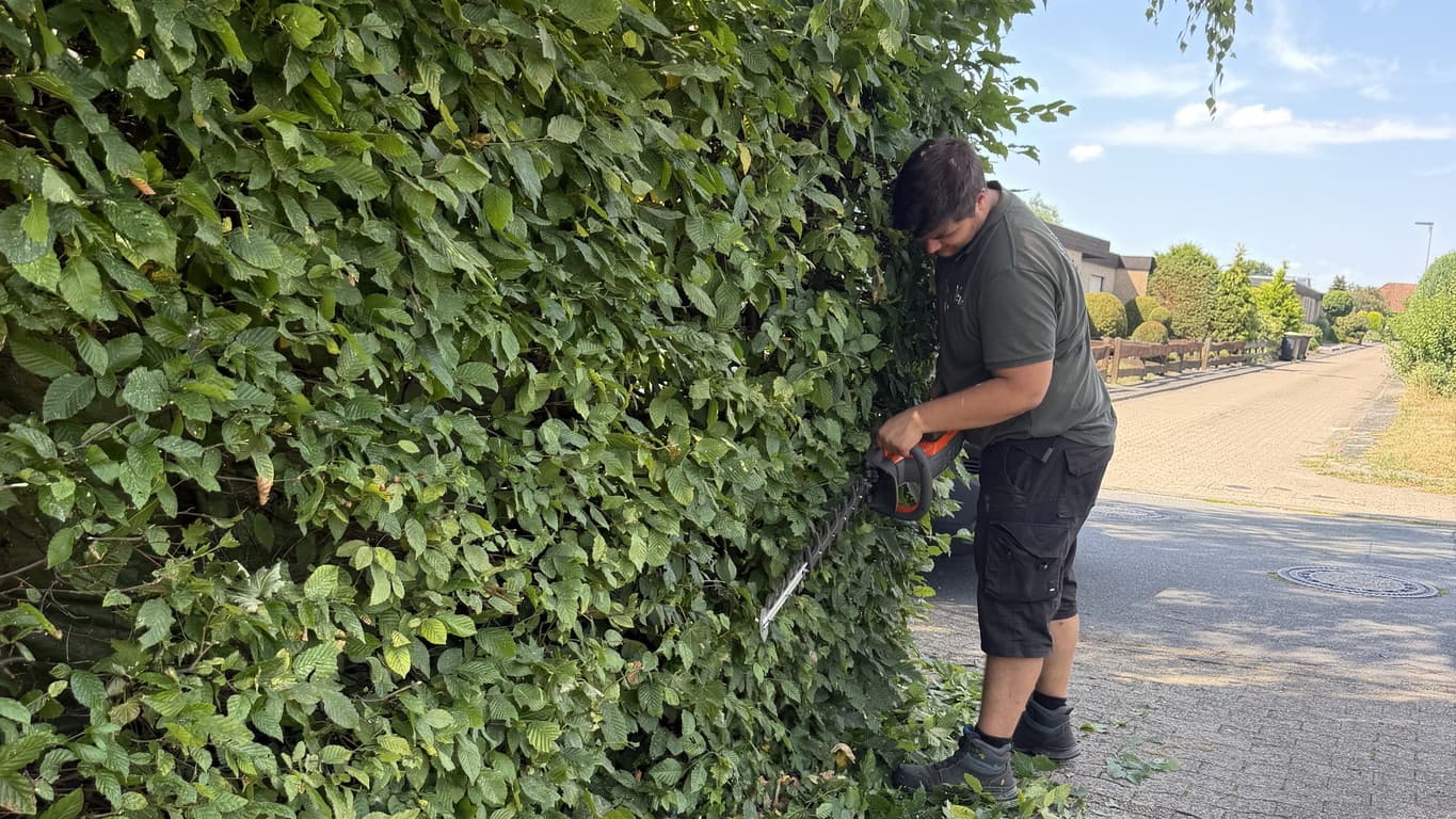 Heckenschnitt mit professioneller Heckenschere